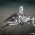 Jett Britnell, uw photographer  Topic: "The Shark Connection" 