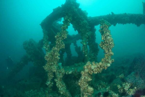 Dive-Gallery--Del-Norte-Tiare-Boyes-Photo-1000x750
